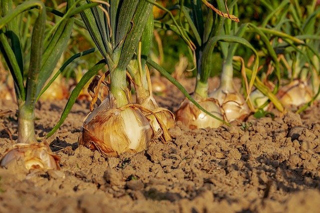 cultivation
